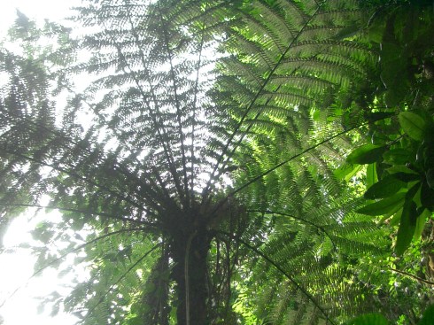 Color photo of a giant fern tree in the rainforest