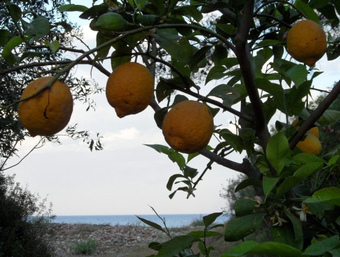 color photo of three yellow lemons