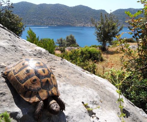 Color photo of the land tortoise overlooking a Sea view