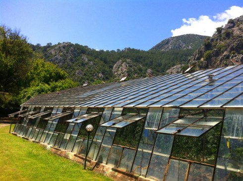 Color photo of greenhouse filled with veggies