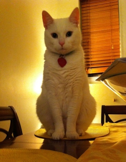 Color photo of my Zeus