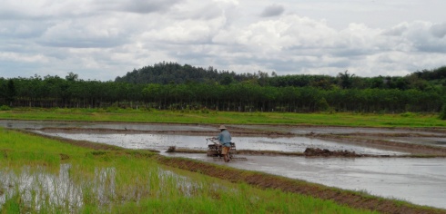 Color photo of rice paddy and farmer in Thailand