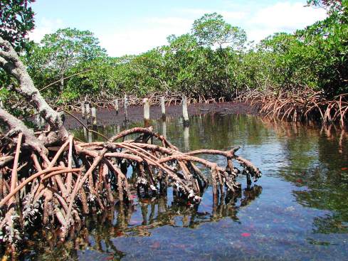 Mangrove forest in color