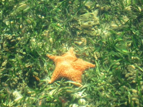 Starfish in Coral and Sea Grass