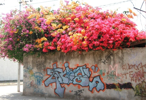 Corner in bloom with graffiti