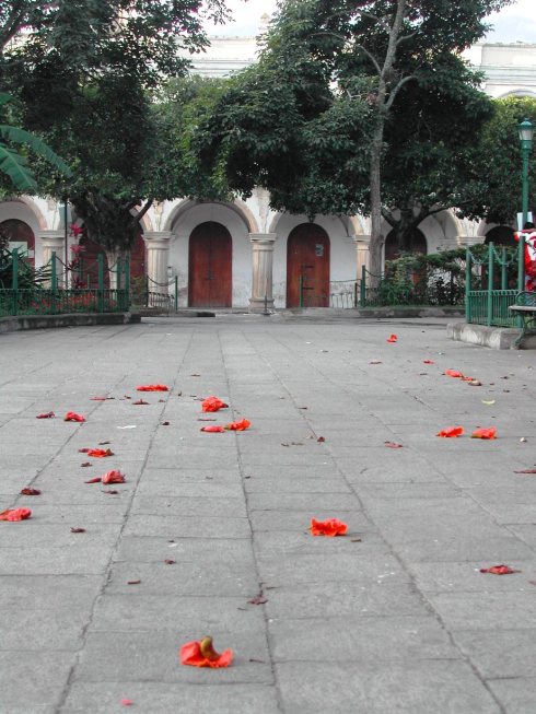 Fallen Flowers in Streets of Antigua