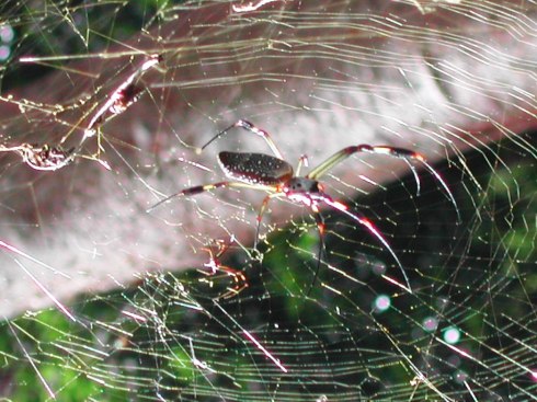 Complex Weavings of a Golden Orb Spider