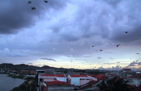 Migrating Birds over Lake Tikal