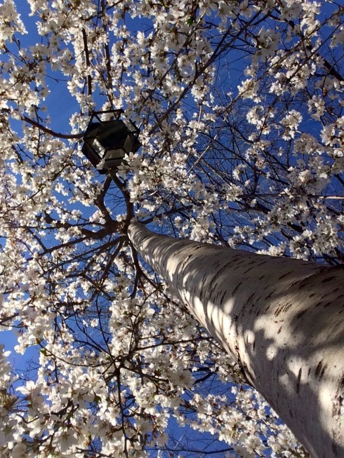 Fountain Cherry in DC