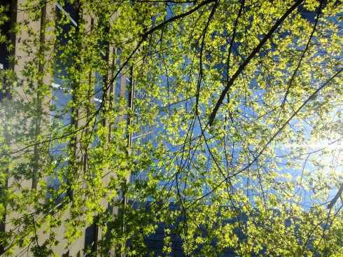 Spring Serenity in a Concrete Jungle