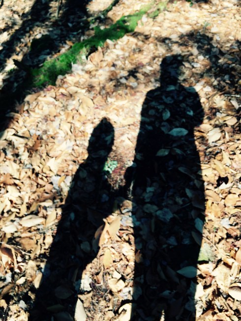 fall_shadows_nh_20161121